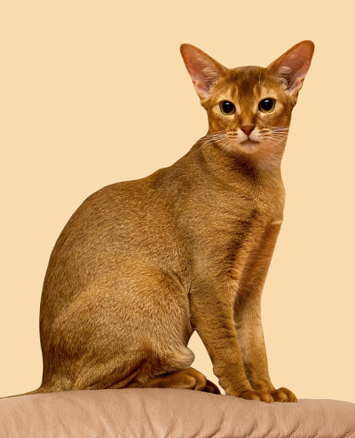 红色阿比西尼亚猫坐着