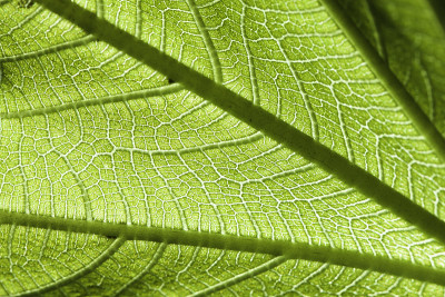 green leaf