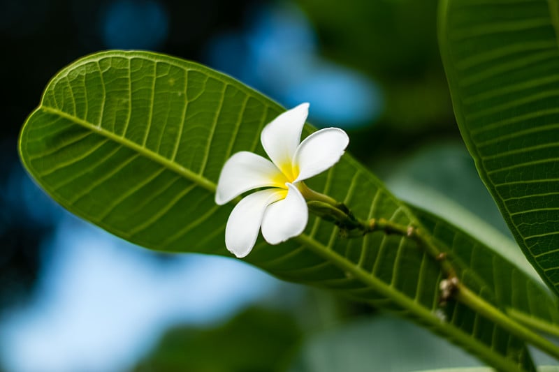 美丽的plumeria花