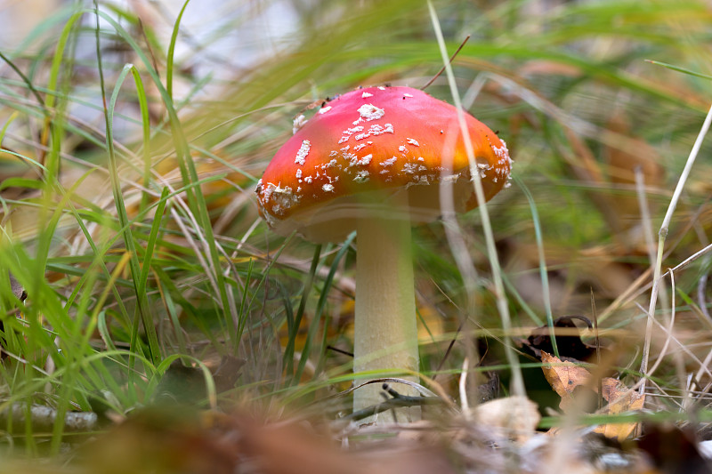 鹅膏菌在森林的草地上