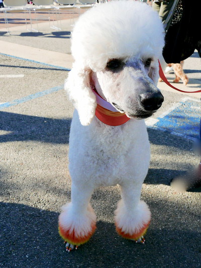 万圣节的贵宾犬