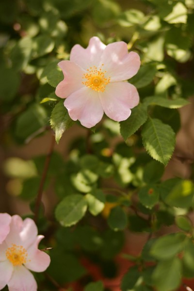 花园里有白色和粉红色的花。