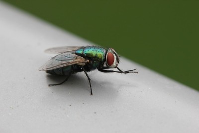 绿色瓶子飞