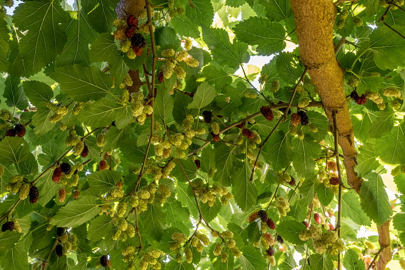 不同程度的橙子挂在树上