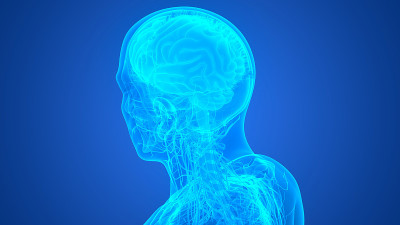 人体神经系统中枢器官的脑解剖