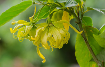 依兰花在树上