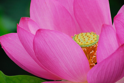 莲花