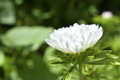 夏日花园中粉红色和白色的紫菀