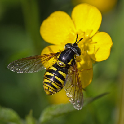 Chrysotoxum cautum