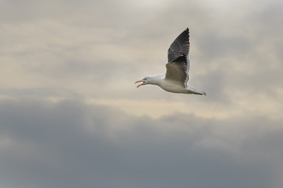 Larus marinus -北海海岸上的大白鸥巢。德国沙丘岛的野生照片。照片有很好的背景和散景
