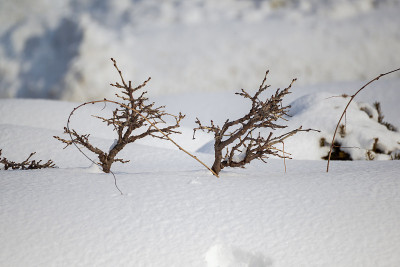 大雪中的小树