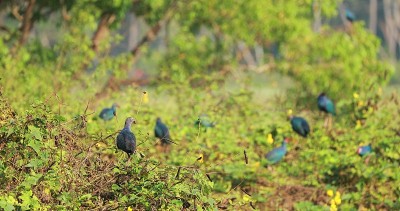 印度果阿。早晨坐在沼泽附近的灌木树枝上的灰头沼泽鸟。Porphyrio Poliocephalus