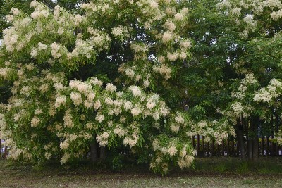 格里菲斯的白蜡树(Fraxinus griffithii)花。