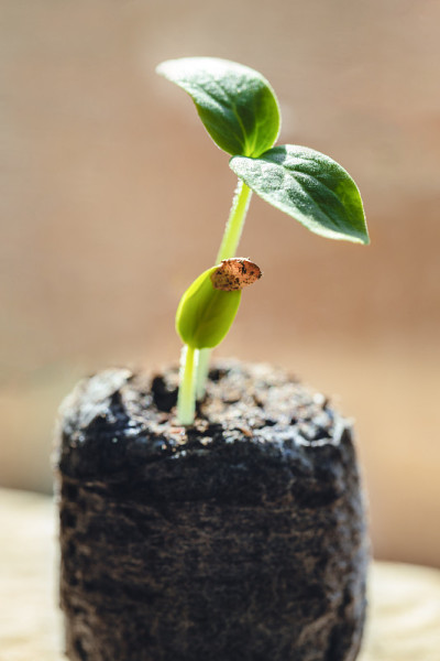 绿色的芽生长在泥炭球。