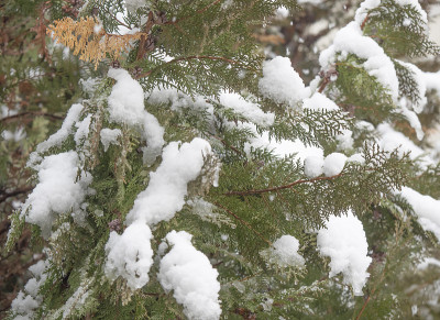 松树上下起了大雪