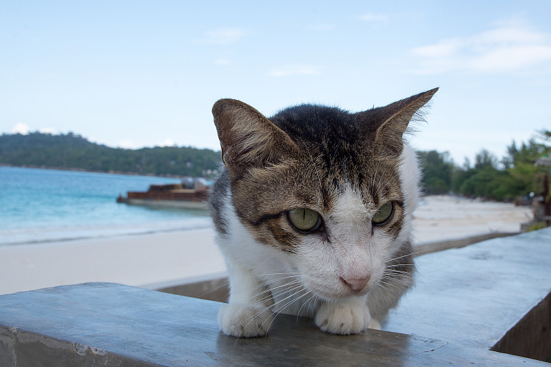 海滩上可爱的猫