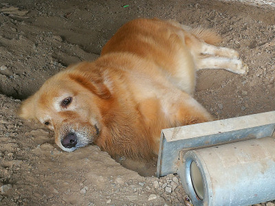 金毛猎犬在地面上睡觉