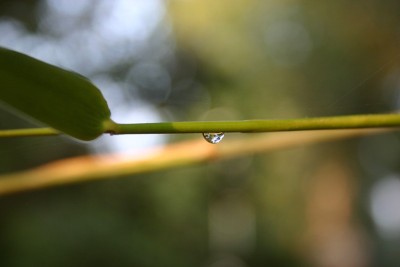 滴