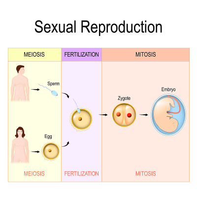 Sexual Reproduction: meiosis, fertilization, mitos