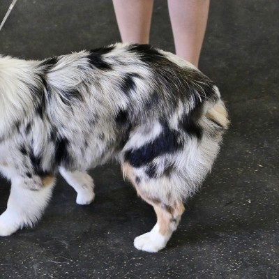 澳大利亚牧羊犬