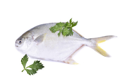 Fresh pompano and celery leaves on the white backg