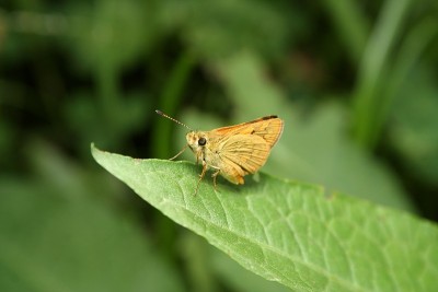 草镖“船长”蝴蝶
