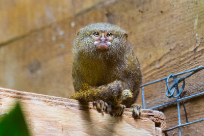 与小猴子眼神交流(uistitì pigmeo - Callithrix pygmaea)