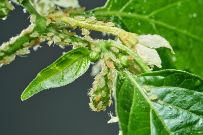 害虫，蚜虫，在植物的芽和果实上，蜘蛛螨在花上。辣椒受到恶意昆虫的攻击