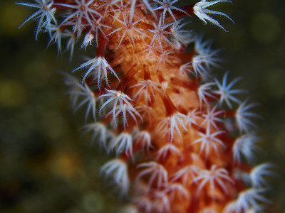 珊瑚虫