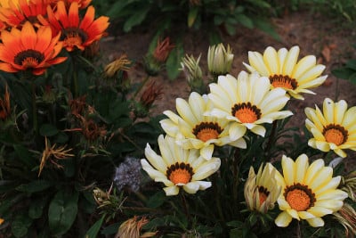 花