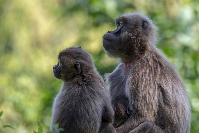 Monkey Icy Baboons (Icy Theropithecus).