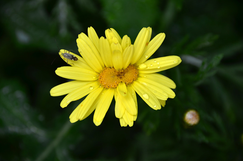 邻居雏菊