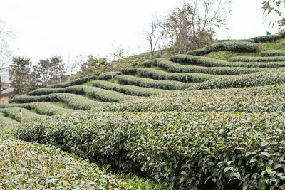 茶园景观。
