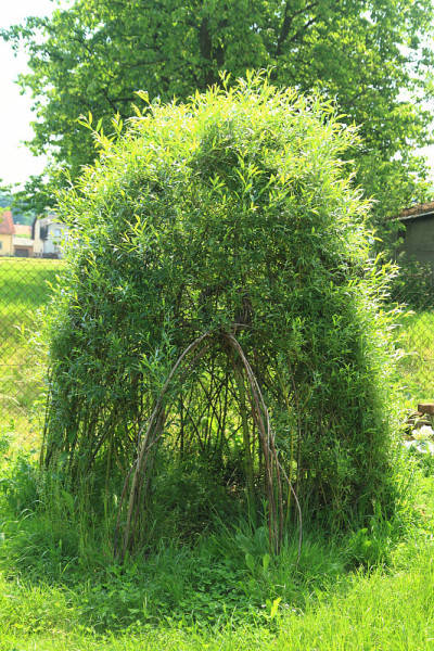 柳条屋由绿色植物
