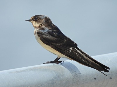 谷仓燕子(Hirundo rustica)栖息在金属栏杆上