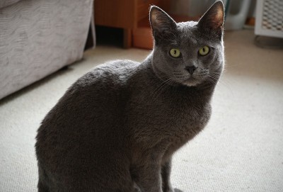 俄罗斯蓝色纯种猫美丽的肖像家