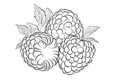 三个完整的树莓向量插图