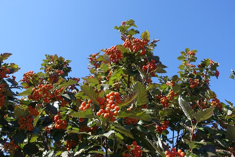 9月的蓝天下，花梨花的叶子和橙色浆果