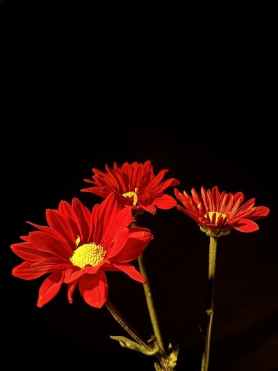 红色的花