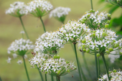 韭菜花