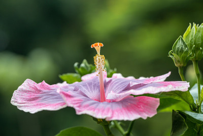 靠近美丽的芙蓉花在花园里。