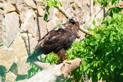鸟金雕坐在野外的一根树枝上，特写。Aquila chrysaetos