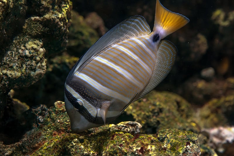 鱼在水族馆里沿着珊瑚礁游动。