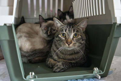猫