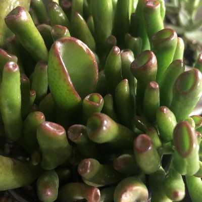 柯萨克