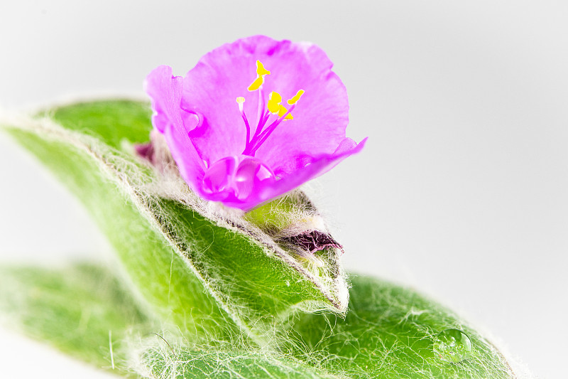 特写毛叶电报花(tradescantia)