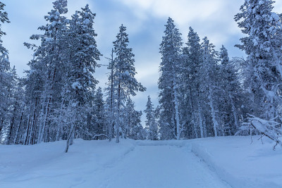 夕阳下的雪景，芬兰拉普兰冬天结冰的树木