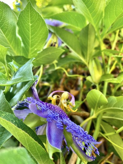 花园中的紫色复合西番莲(西番莲)-比萨，意大利。