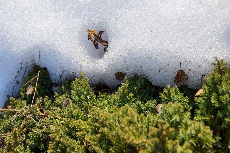 绿苔与白雪，春与阳，自然背景