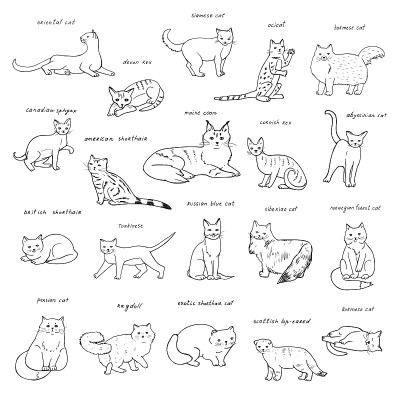 猫动物矢量插图集